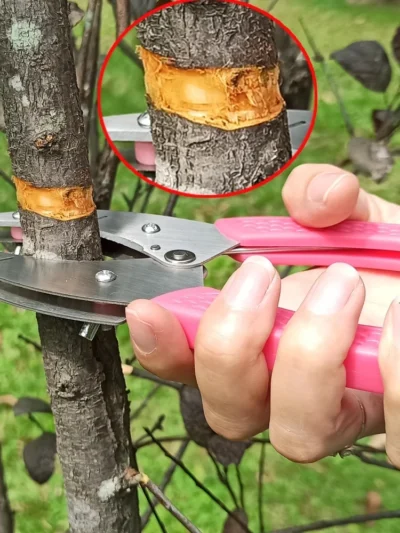 Grafting Cutting Tool Shears For Garden Ring Shape Grafting Cutter Fruit Tree Peeler Bark Stripping